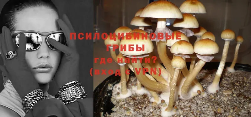 цена   Прокопьевск  KRAKEN как войти  Галлюциногенные грибы Psilocybine cubensis 